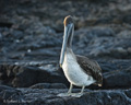 Galápagos Brown Pelican (Isla Santiago)