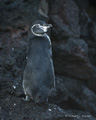 Galápagos Penguin (Isla Santiago)