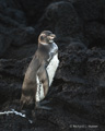 Galápagos Penguin (Isla Santiago)