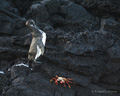 Galápagos Penguin and Sally Lightfoot Crab (Isla Santiago)