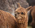 Alpaca