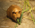 Guinea Pig in a Home, Ollantaytambo, Peru