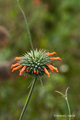 Flower in Urubamba, Peru