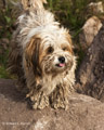 A Local Friendly Dog, Urubamba, Peru