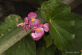 Flowers at Machu Picchu