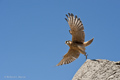 American Kestrel (Cusco, Peru)