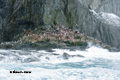 Chinstrap Penguins on Elephant Island