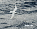 Snow Petrel