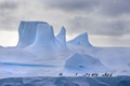 Adelie Penguins on Iceberg