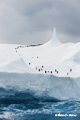 Adelie Penguins on Iceberg