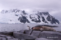 Gentoo and Weddell Seal, Pleneau Island