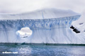 Iceberg Alley, Antarctica