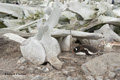 Gentoo Penguin, Port Lockroy