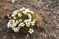 Flowers on Edgeøya Island