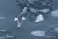 Black-Legged Kittiwake