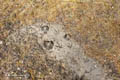 Reindeer and Goose Footprints