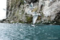 Juvenile Kittiwakes at Bjørnøya