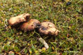 Mushrooms on Bjørnøya