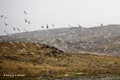 Juvenile Kittiwakes at Bjørnøya