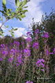 Fireweed on Kvaløya (Whale Island)