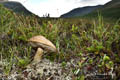 Mushroom on Kvaløya (Whale Island)