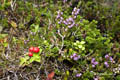 Berries on Kvaløya (Whale Island)