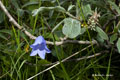 Bluebell on Kvaløya (Whale Island)