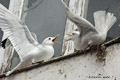 Kittiwakes in Å, Norway