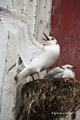 Kittiwakes in Å, Norway