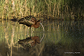 Glossy Ibis