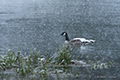 Canada Goose in Snowfall