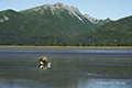 Coastal Brown Bear