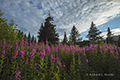 Fireweed