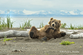 Coastal Brown Bear on Beach