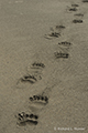 Coastal Brown Bear Pawprints