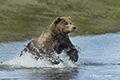 Coastal Brown Bear Fishing