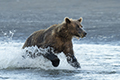 Coastal Brown Bear Fishing