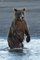 Coastal Brown Bear Fishing (Standing)