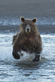 Coastal Brown Bear Fishing