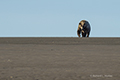 Coastal Brown Bear on Beach