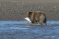 Coastal Brown Bear Fishing