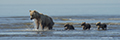 Coastal Brown Bear and Cubs