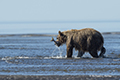 Coastal Brown Bear Fishing