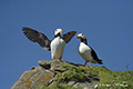 Horned Puffins