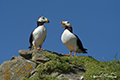 Horned Puffins