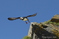 Horned Puffin