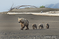 Coastal Brown Bear and Cubs