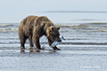 Coastal Brown Bear Fishing