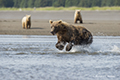 Coastal Brown Bear Fishing