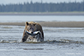 Coastal Brown Bear Fishing